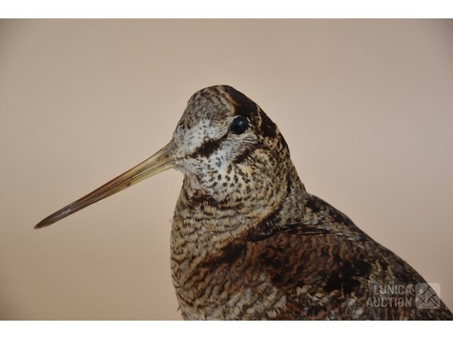 Vintage taxidermie - afbeelding 5 van  5
