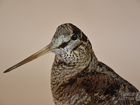 Vintage taxidermie - afbeelding 5 van  5