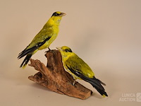 Vintage taxidermie