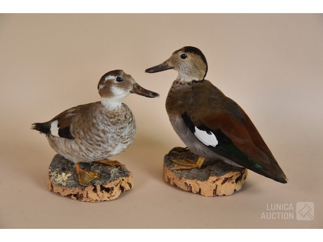 Vintage taxidermie - afbeelding 1 van  5