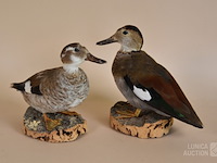 Vintage taxidermie - afbeelding 1 van  5