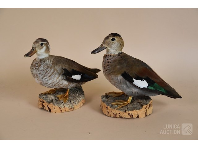 Vintage taxidermie - afbeelding 2 van  5