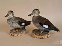 Vintage taxidermie - afbeelding 2 van  5