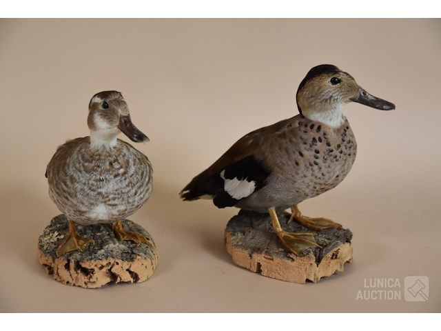 Vintage taxidermie - afbeelding 3 van  5