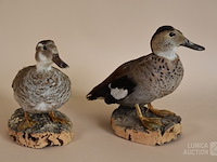Vintage taxidermie - afbeelding 3 van  5