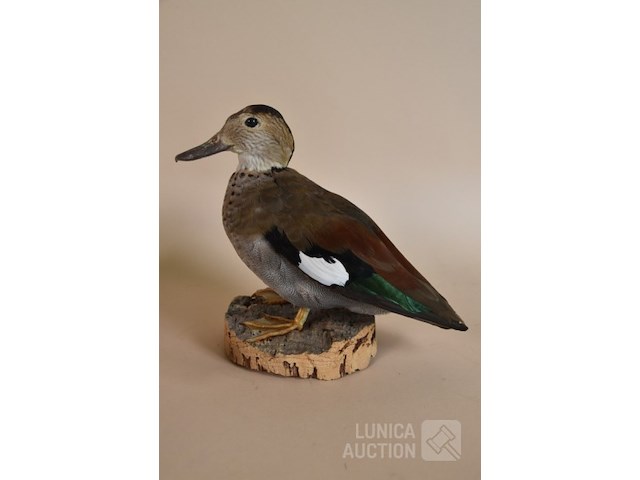 Vintage taxidermie - afbeelding 4 van  5