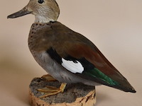 Vintage taxidermie - afbeelding 4 van  5