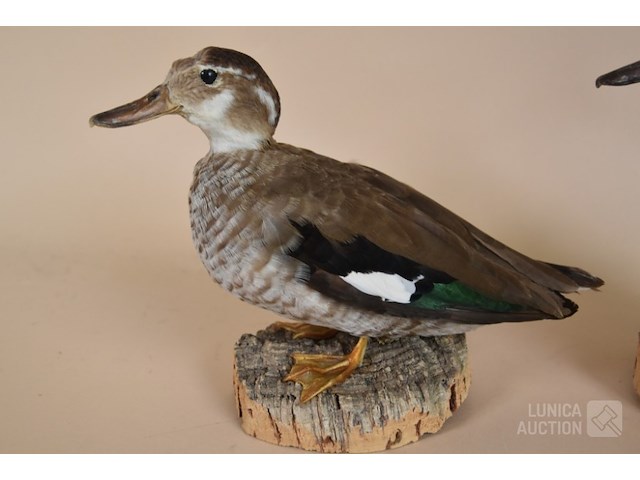 Vintage taxidermie - afbeelding 5 van  5