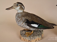 Vintage taxidermie - afbeelding 5 van  5