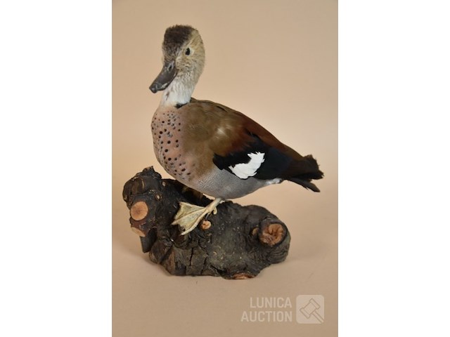 Vintage taxidermie - afbeelding 1 van  5