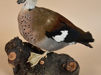 Vintage taxidermie - afbeelding 1 van  5