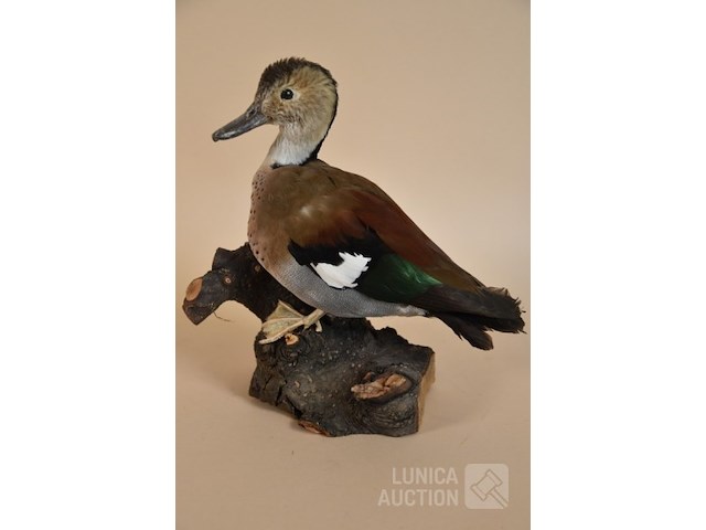 Vintage taxidermie - afbeelding 2 van  5
