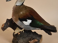 Vintage taxidermie - afbeelding 2 van  5