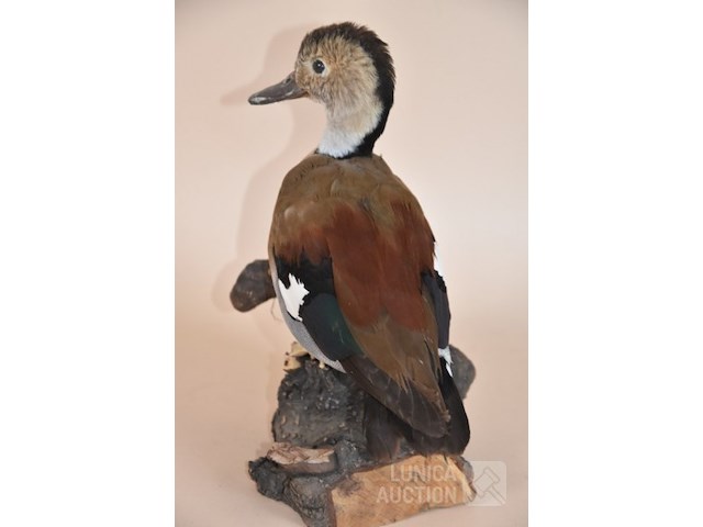 Vintage taxidermie - afbeelding 4 van  5