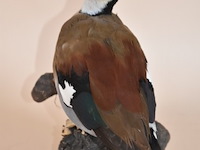 Vintage taxidermie - afbeelding 4 van  5