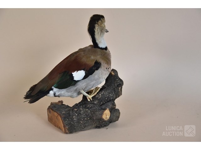 Vintage taxidermie - afbeelding 5 van  5
