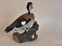 Vintage taxidermie - afbeelding 5 van  5