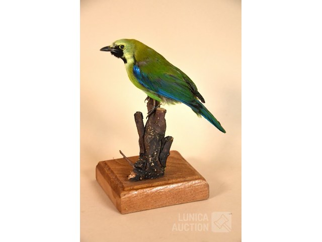 Vintage taxidermie - afbeelding 1 van  4