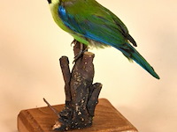 Vintage taxidermie - afbeelding 1 van  4