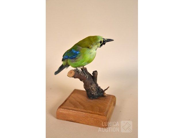 Vintage taxidermie - afbeelding 2 van  4