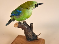 Vintage taxidermie - afbeelding 2 van  4