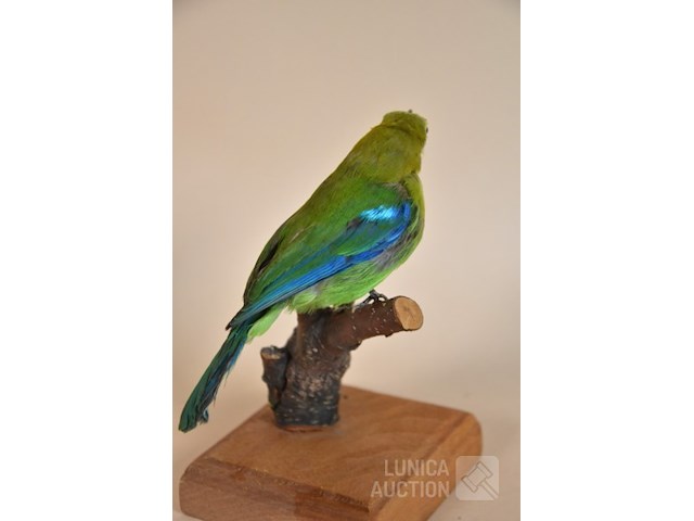 Vintage taxidermie - afbeelding 3 van  4