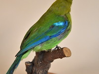 Vintage taxidermie - afbeelding 3 van  4