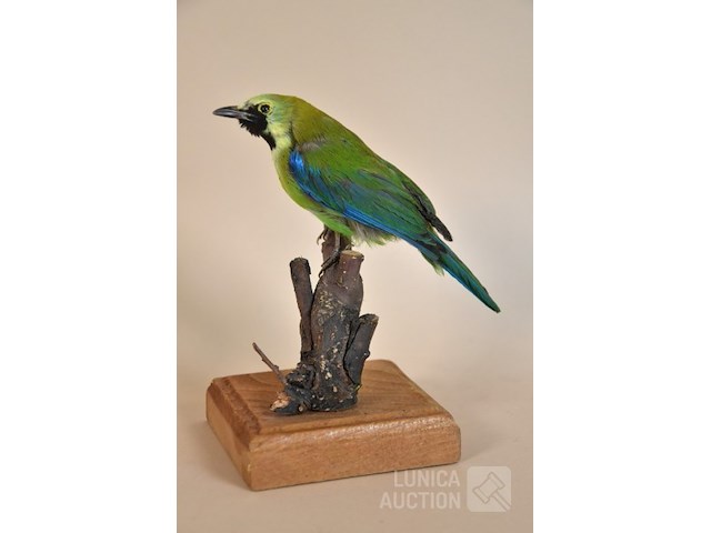 Vintage taxidermie - afbeelding 4 van  4