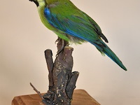 Vintage taxidermie - afbeelding 4 van  4
