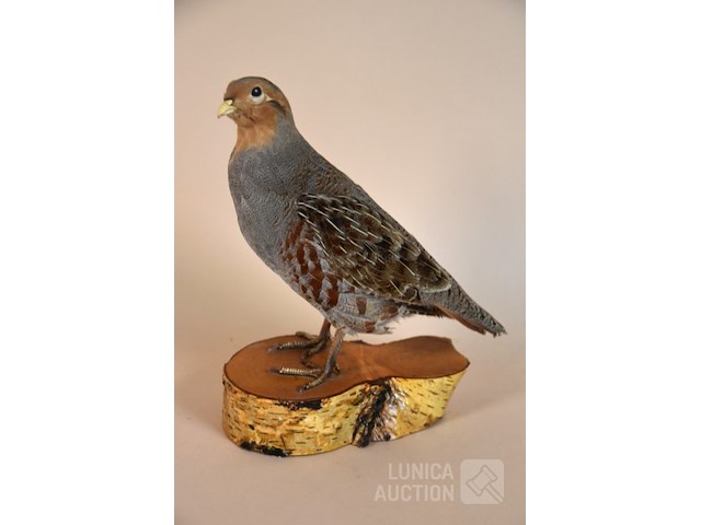 Vintage taxidermie - afbeelding 1 van  6