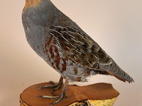 Vintage taxidermie - afbeelding 1 van  6