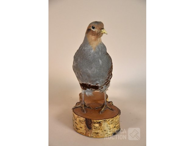 Vintage taxidermie - afbeelding 2 van  6