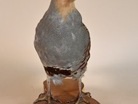 Vintage taxidermie - afbeelding 2 van  6