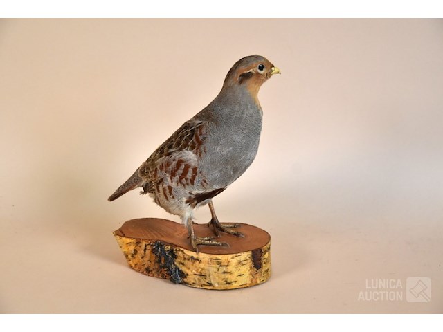Vintage taxidermie - afbeelding 3 van  6