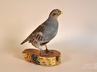 Vintage taxidermie - afbeelding 3 van  6