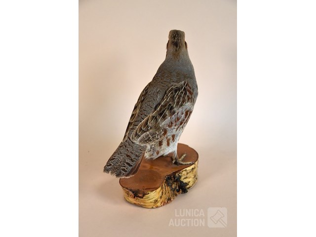 Vintage taxidermie - afbeelding 4 van  6