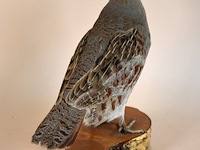 Vintage taxidermie - afbeelding 4 van  6