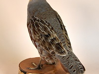 Vintage taxidermie - afbeelding 5 van  6