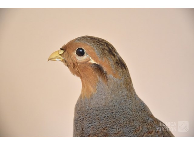Vintage taxidermie - afbeelding 6 van  6