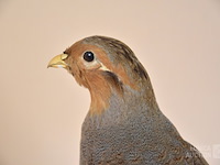 Vintage taxidermie - afbeelding 6 van  6