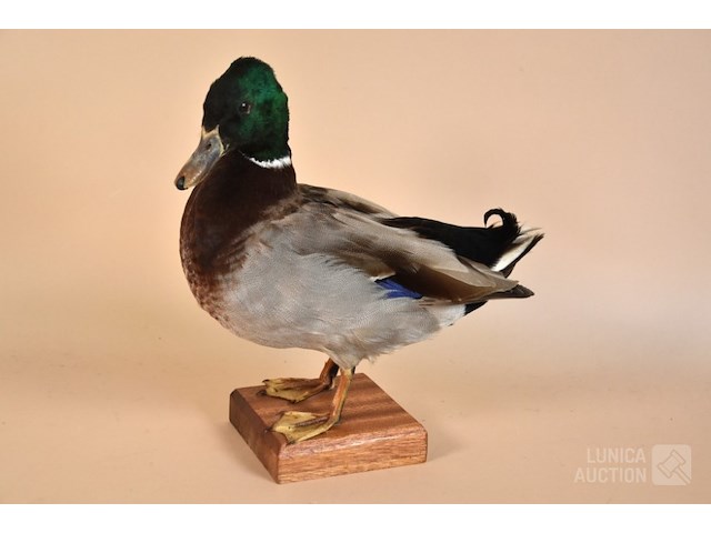 Vintage taxidermie - afbeelding 1 van  7