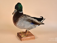 Vintage taxidermie - afbeelding 1 van  7