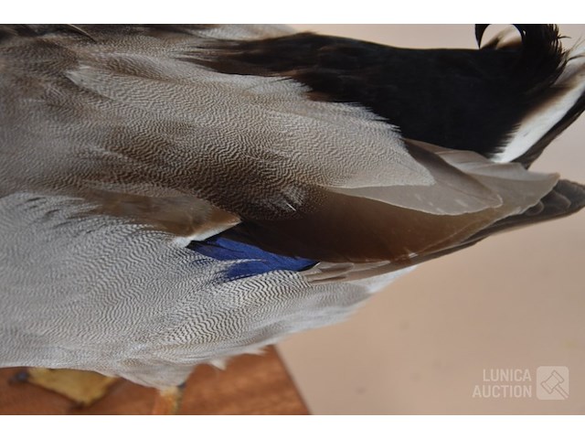 Vintage taxidermie - afbeelding 2 van  7