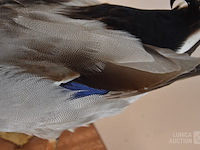 Vintage taxidermie - afbeelding 2 van  7