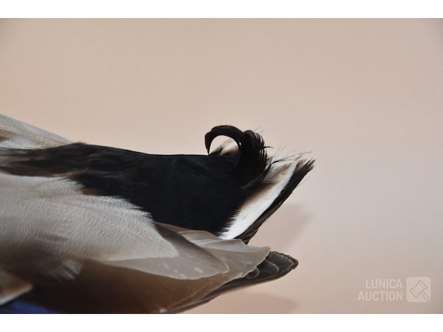 Vintage taxidermie - afbeelding 3 van  7