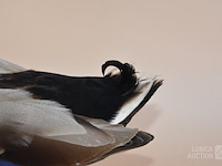 Vintage taxidermie - afbeelding 3 van  7