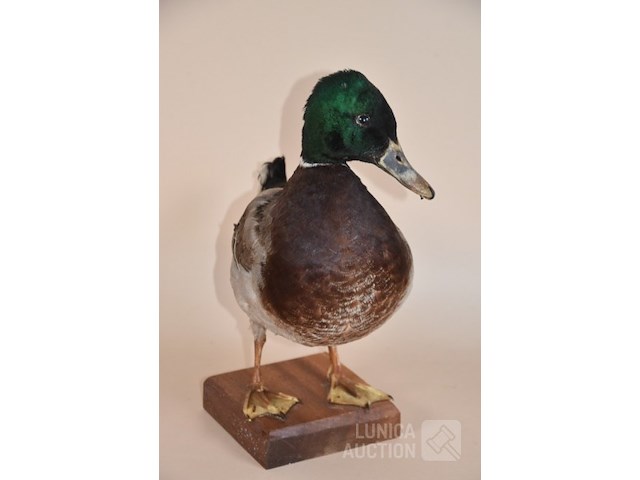 Vintage taxidermie - afbeelding 4 van  7