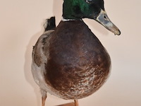 Vintage taxidermie - afbeelding 4 van  7
