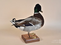 Vintage taxidermie - afbeelding 5 van  7