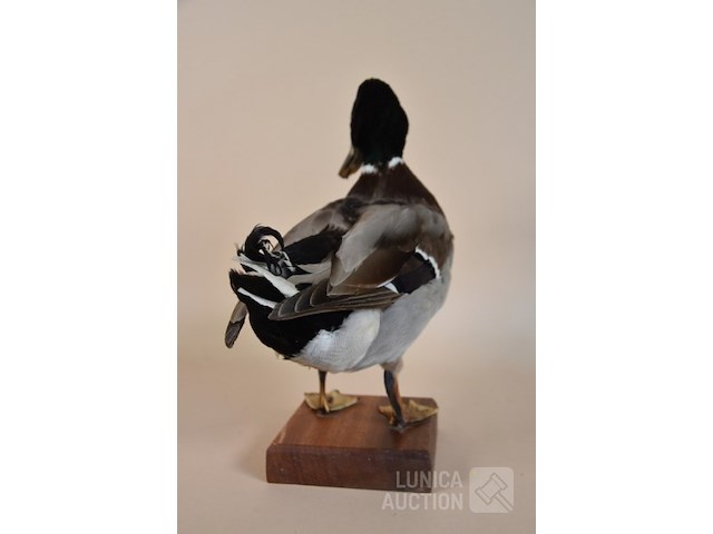 Vintage taxidermie - afbeelding 6 van  7